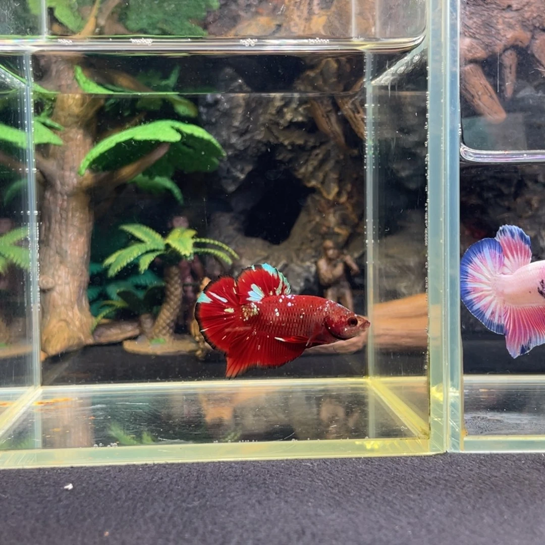 斗鱼十一月十五日竞价