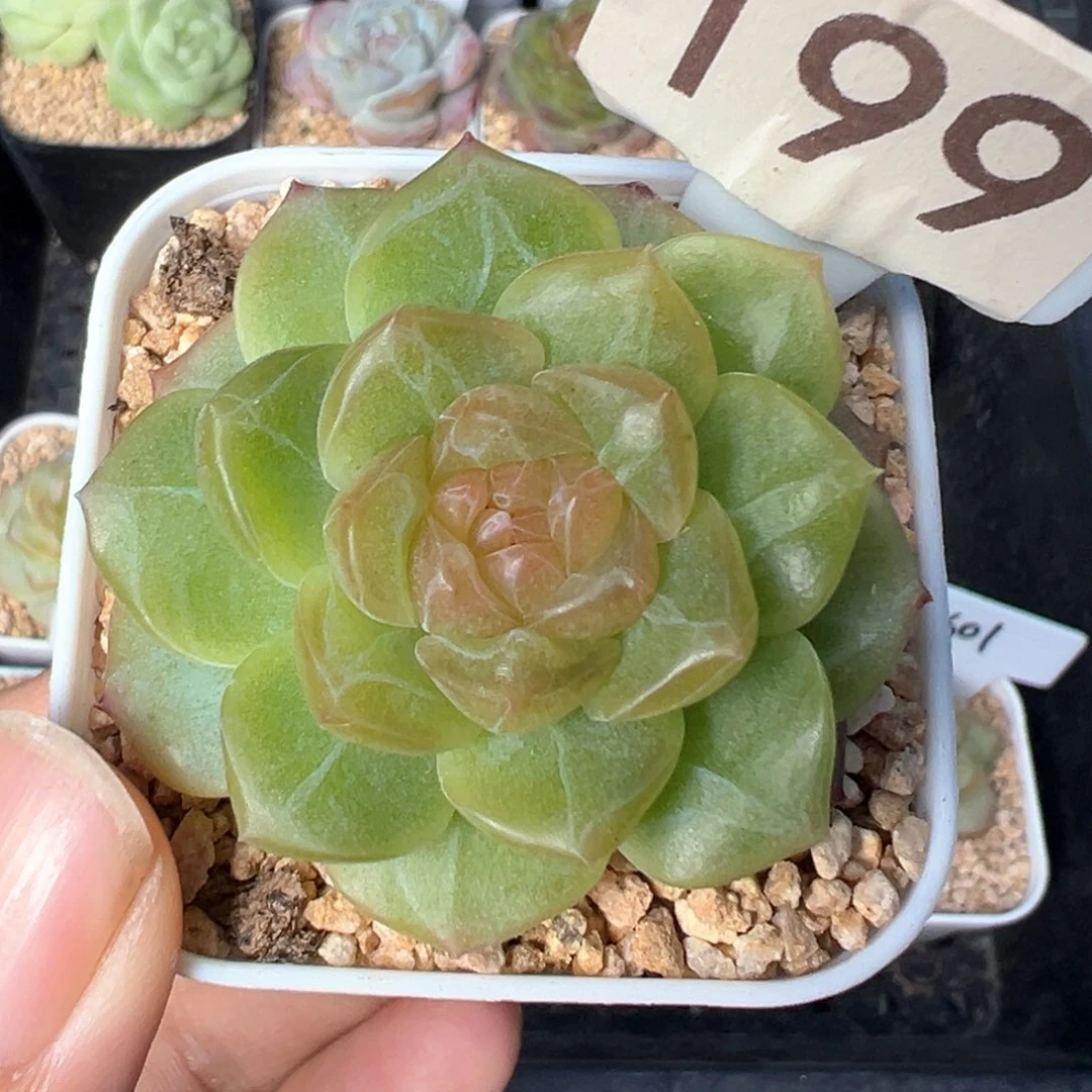 199号无尽灯 晗雨多肉