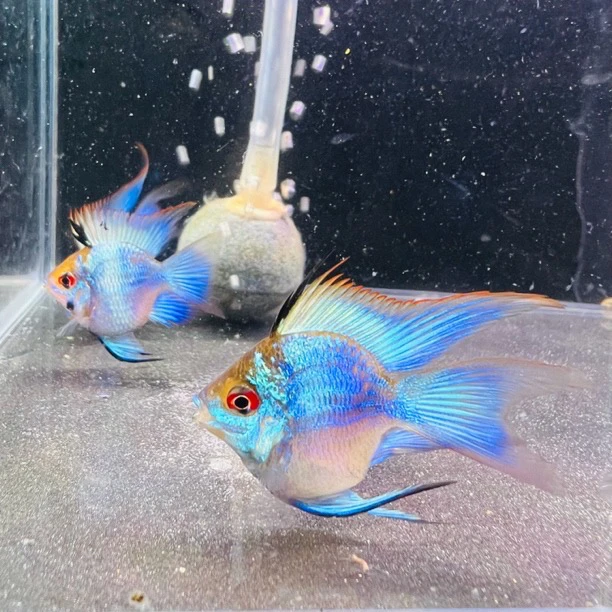 长尾蓝波子阿凡达小型热带观赏鱼