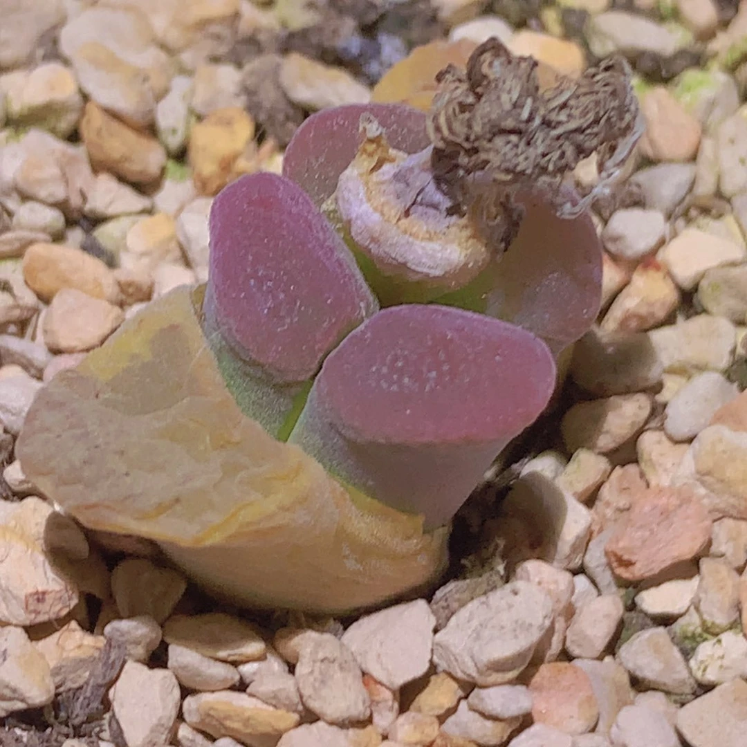 458888885885566556554