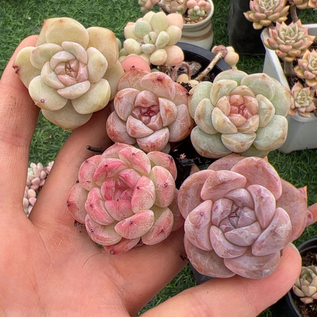 047 多肉植物组合盆栽