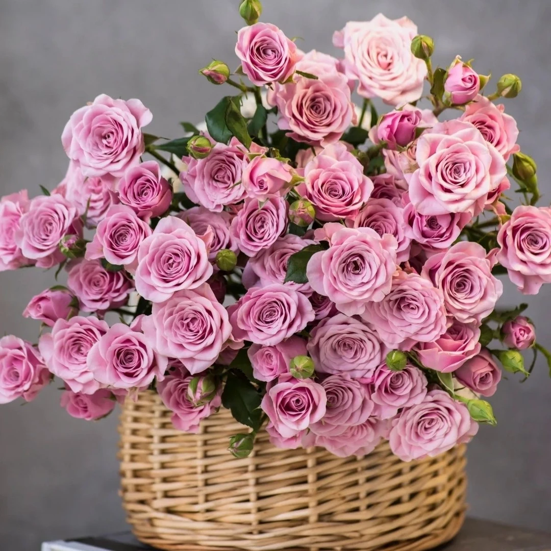 【诺拉泡泡鲜花】优质新鲜诺拉小头玫瑰云南鲜花基鲜花家用鲜花