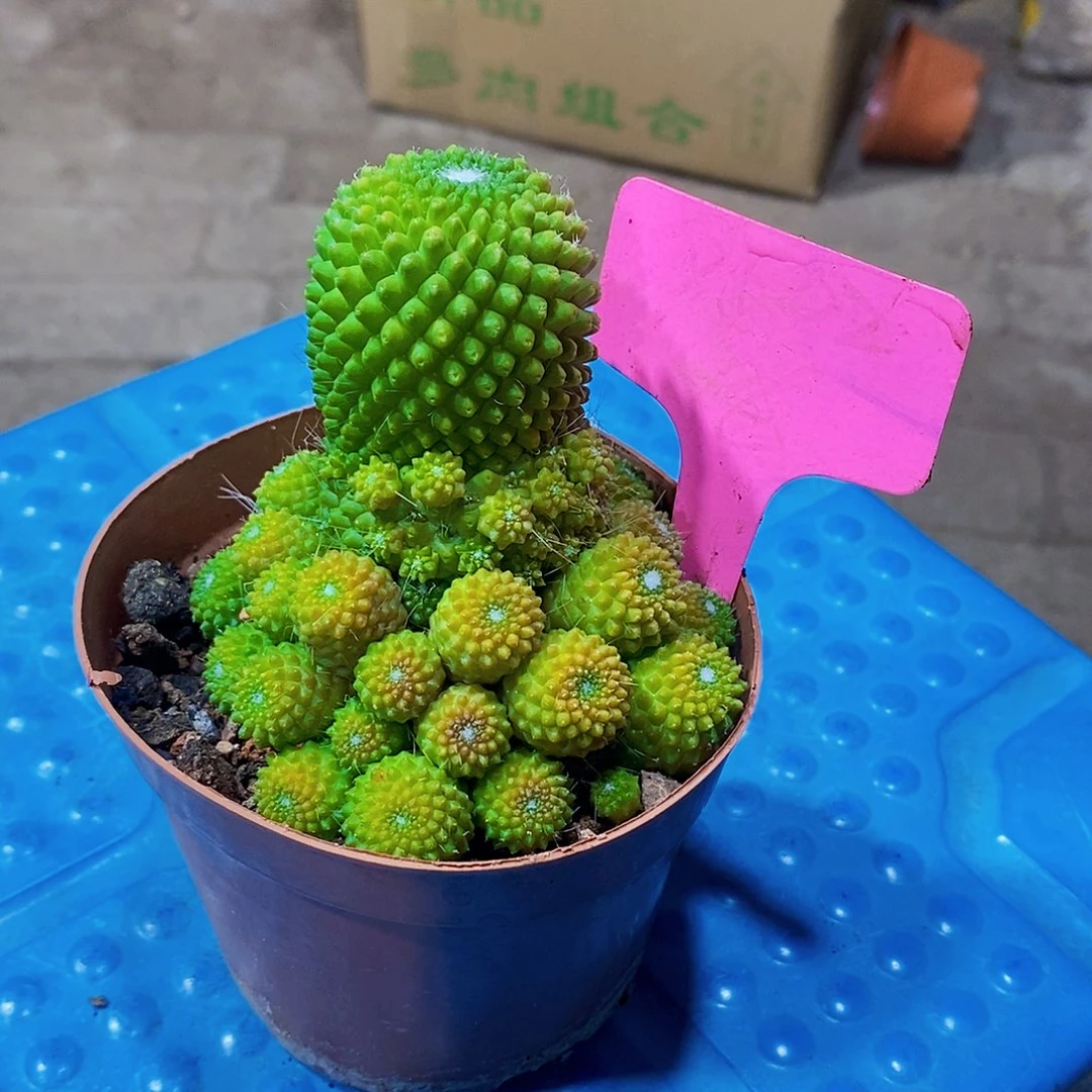 @***烫红牌111111111111111个