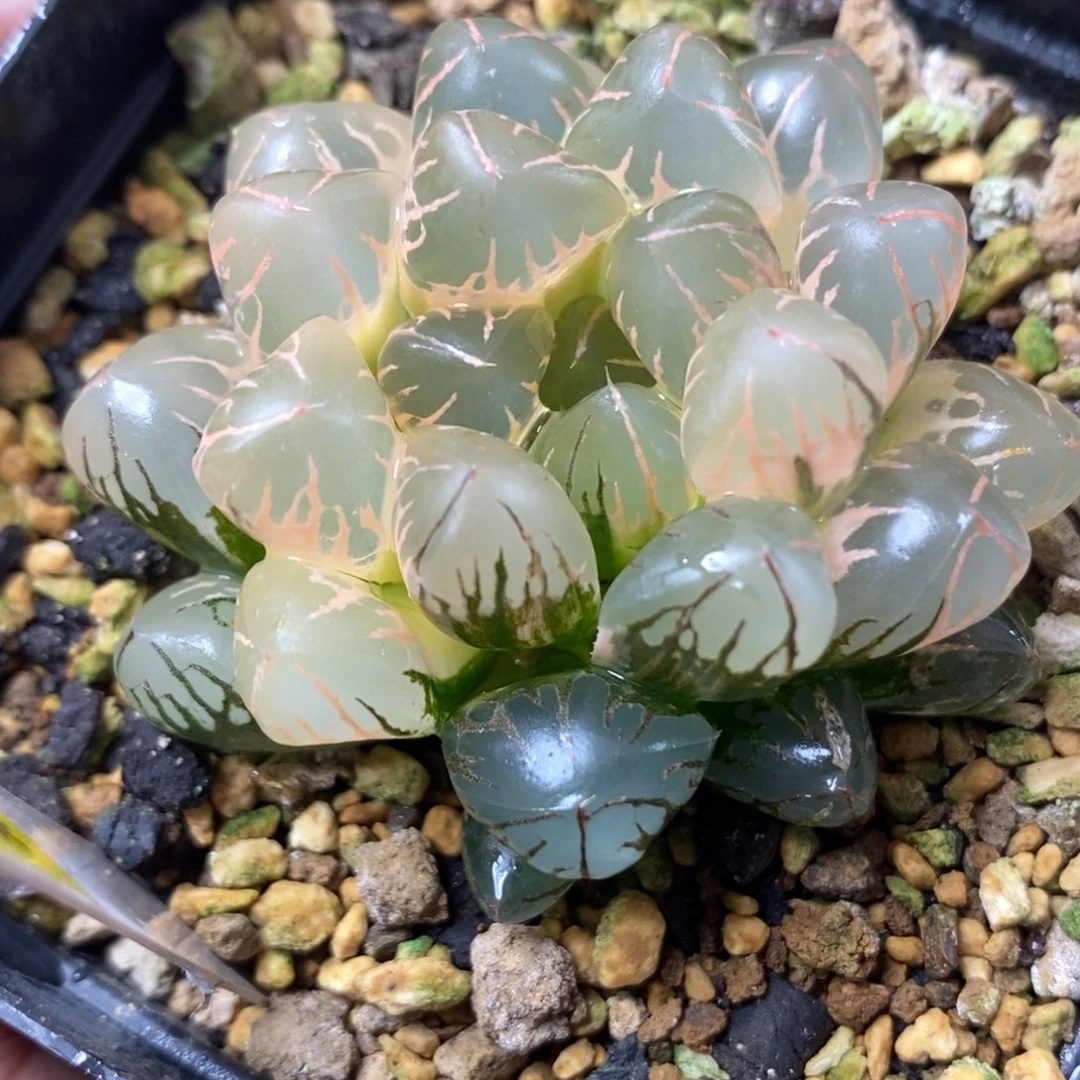 168糊斑灵犀玉露锦一物一拍