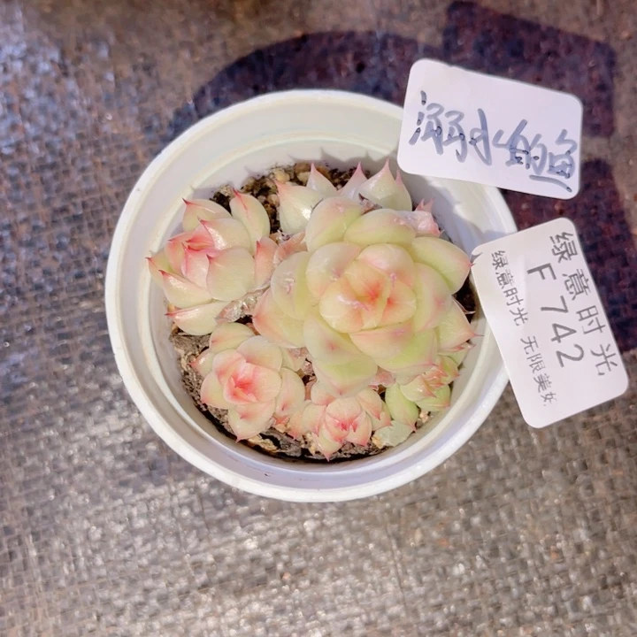 溺****742 带陶瓷盆发货 满28包邮