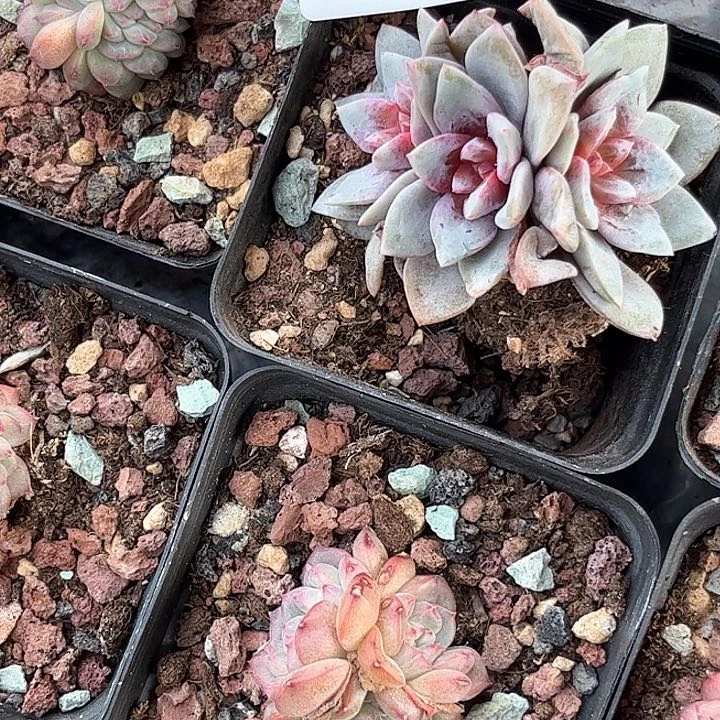 龙*豆多肉植物一物一拍