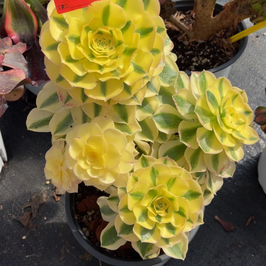 274多肉法师绿魄