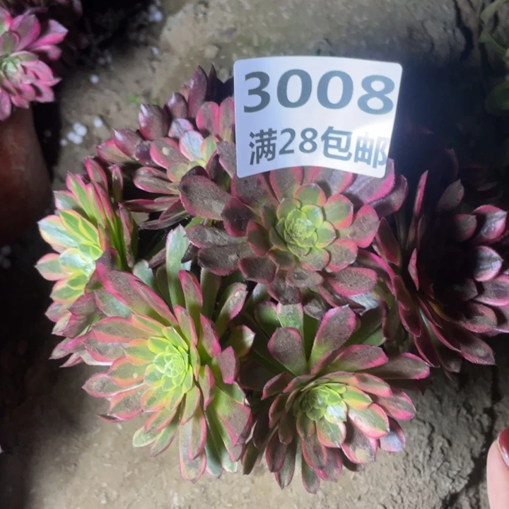 樱*3008一号棚丛林朝霞A