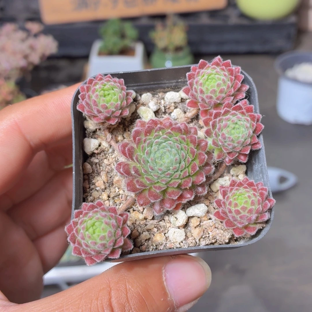 优雅多肉9.9包邮发货