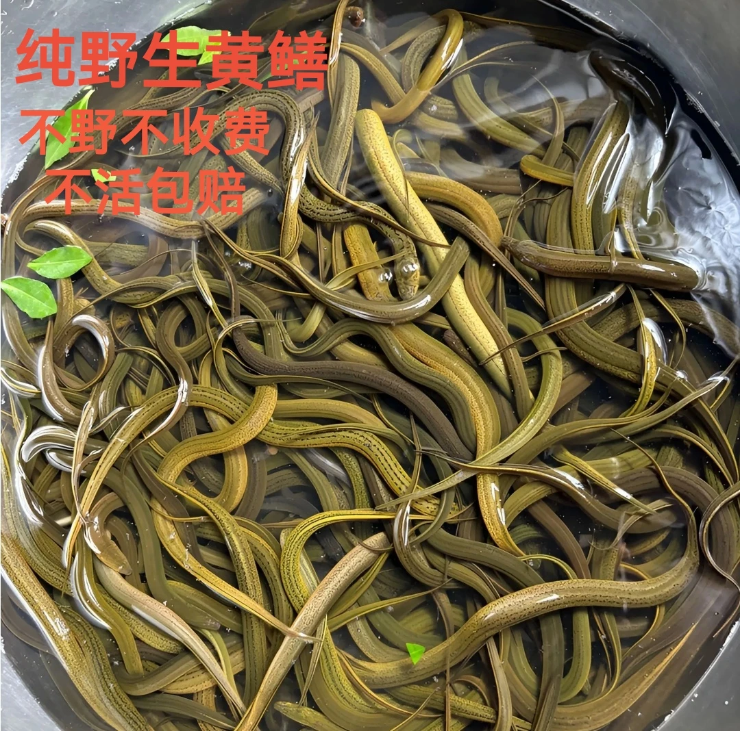 【次日达】高邮野生土黄鳝农户自抓一条重1-1.5两