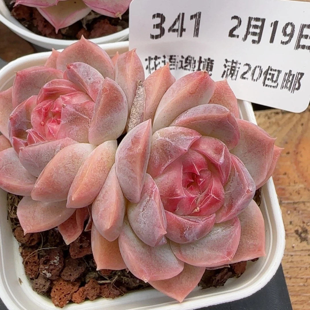 花语逸境0219-341