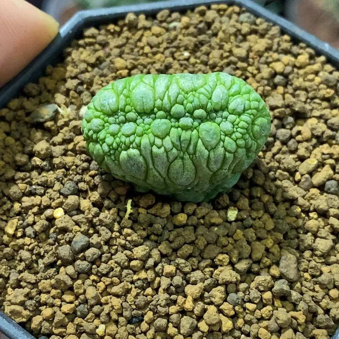 孤品实生特选稀有凝蹄玉缀化2.8cm