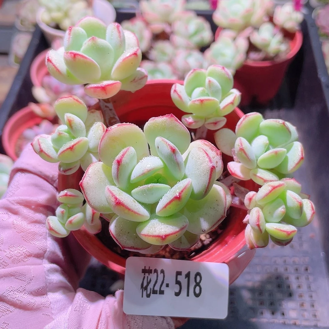 花利美22-518香草
