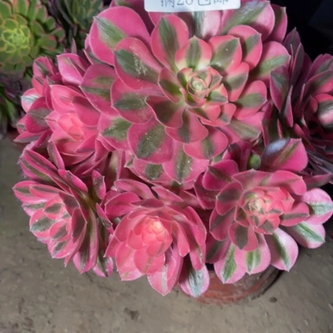 女巫多肉多肉4742