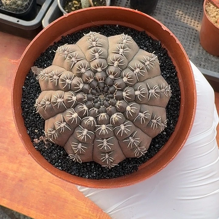 白刺瑞昌玉仙人球123