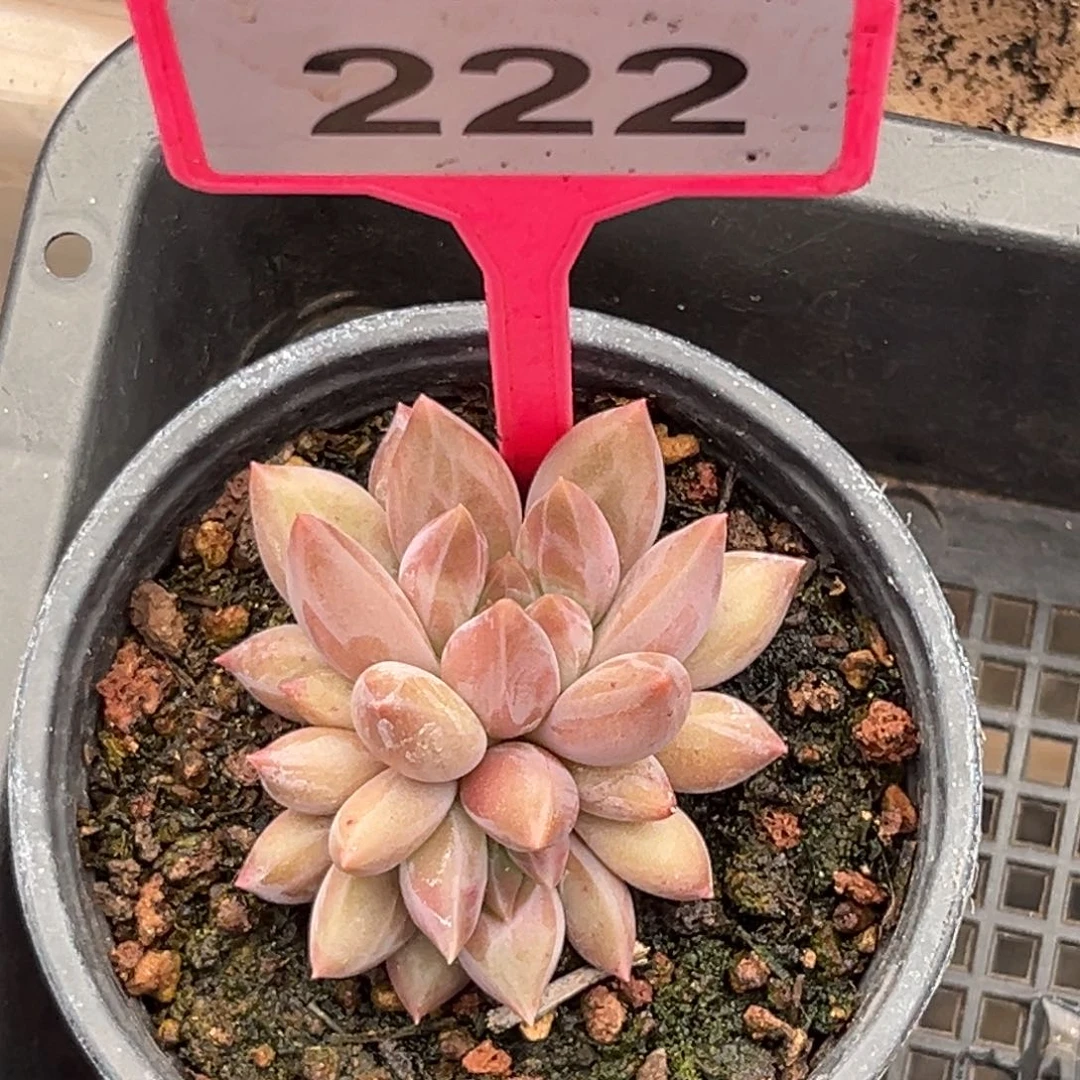 多肉植物水晶球222
