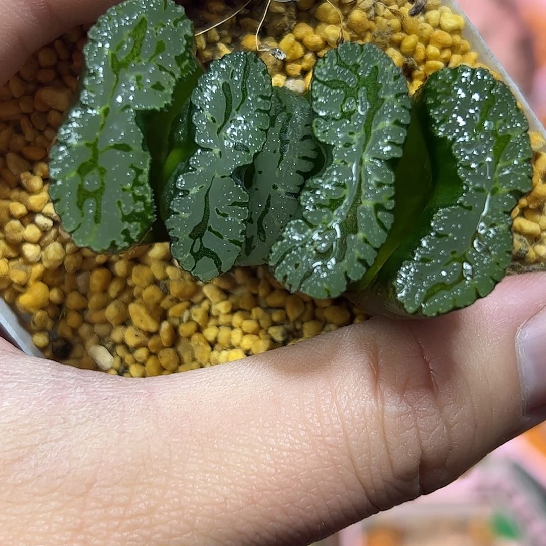 海盗玉扇十二卷多肉植物