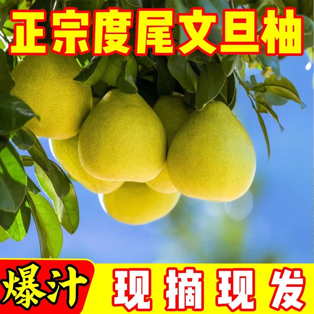 特惠底部有孔果正宗福建仙游度尾文旦柚子新鲜现发果园批发2025