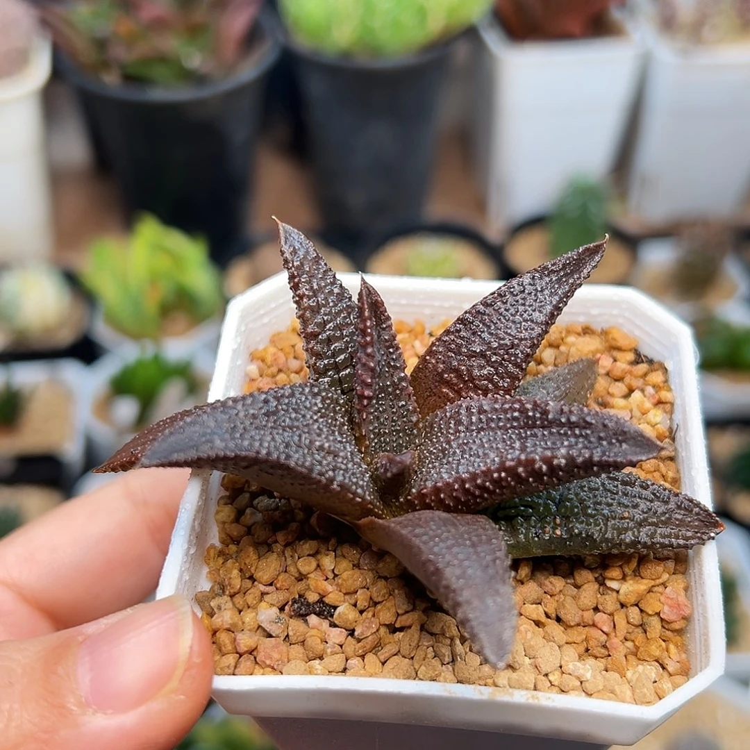 稀有黑王寿硬叶十二卷