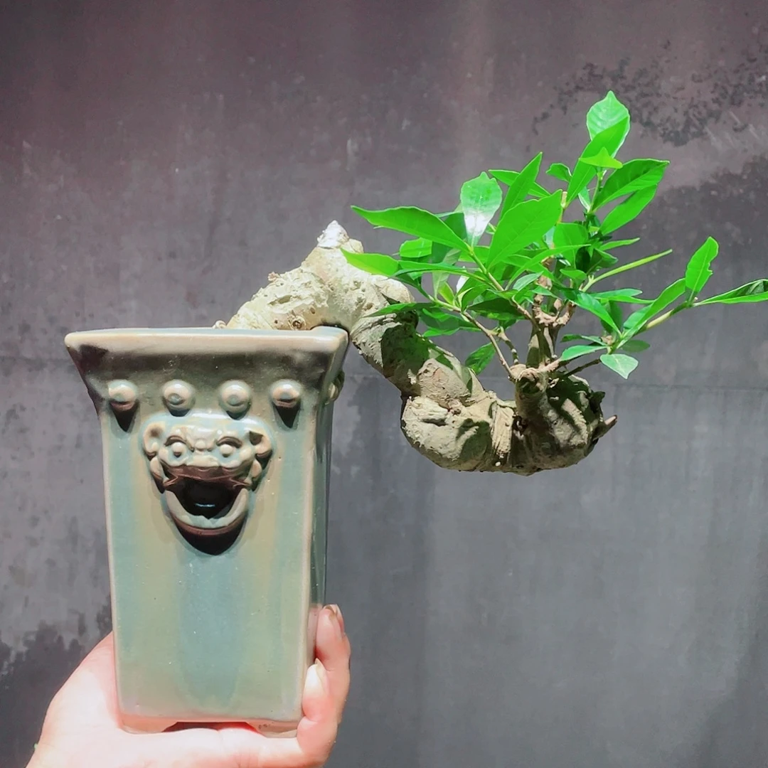 一***相无花朵栀子花包邮哦哦哦