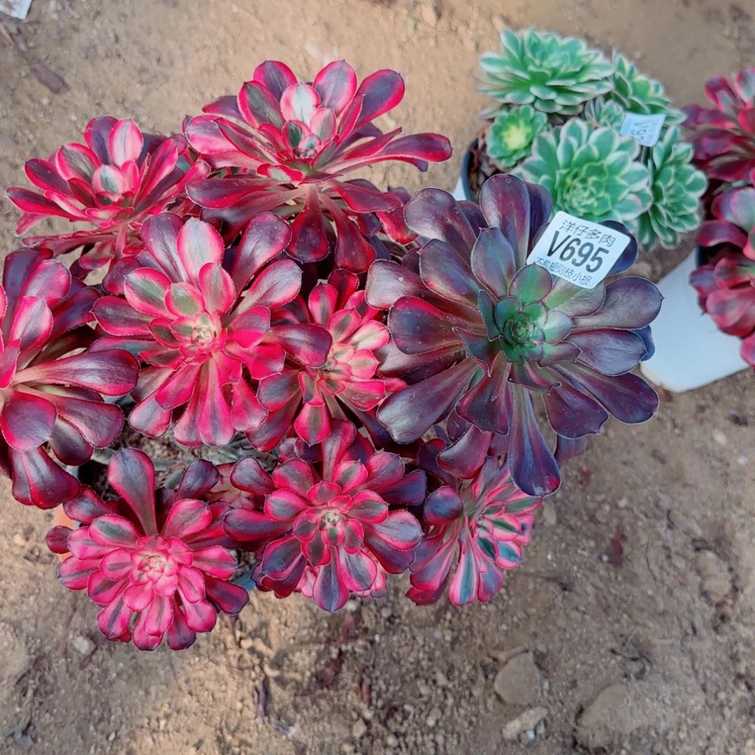 丽娜法师695冠幅26