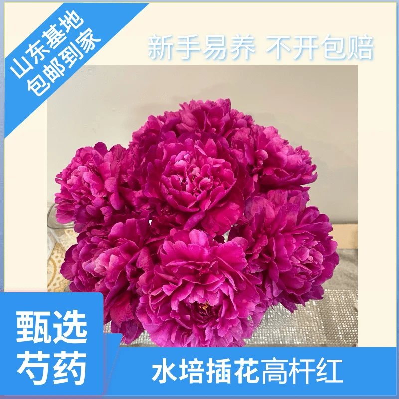 甄选【高杆红】芍药鲜切花新手易养水培插花山东基地鲜切现发