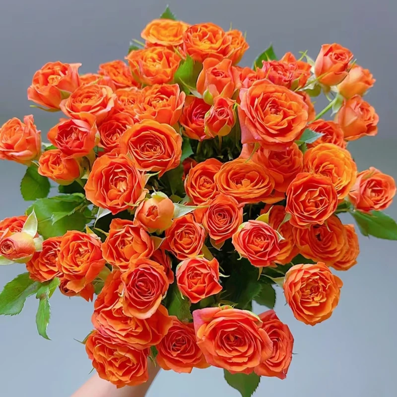 【橙色芭比】多头玫瑰新鲜鲜花花束云南鲜花基地直发适合客厅装饰