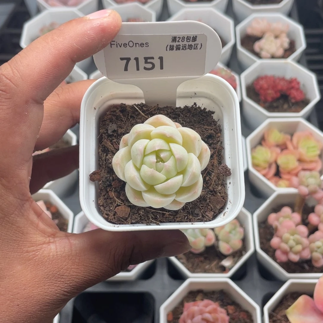 7151白桃汽水4.0厘米