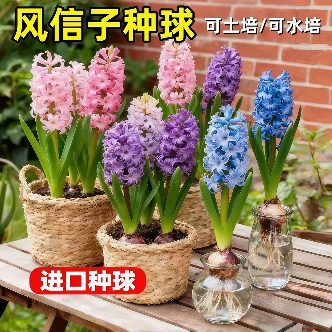 【风信子】土养种球水培荷兰进口球根种子风信子水养阳台盆栽水培