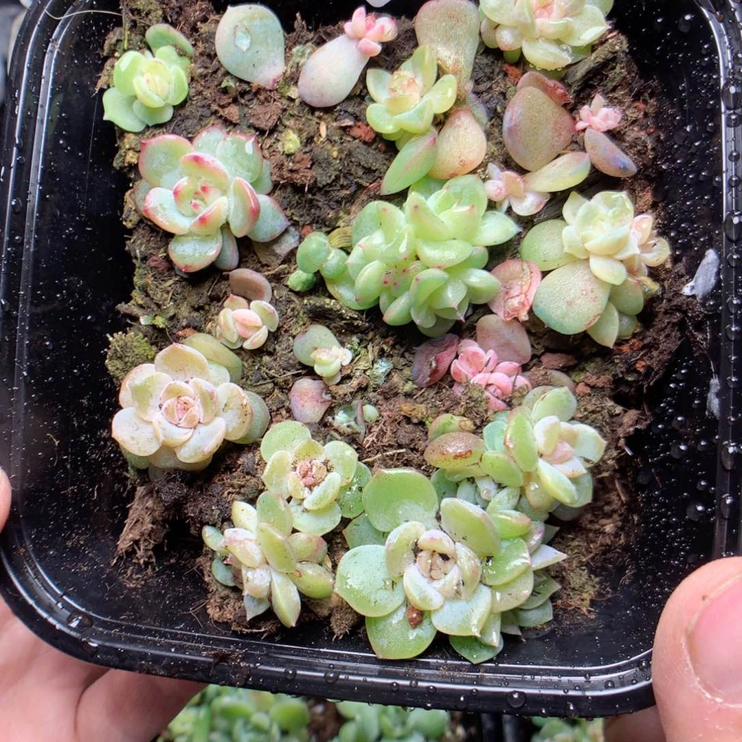 无花朵W66霞晖玉笛yyyy