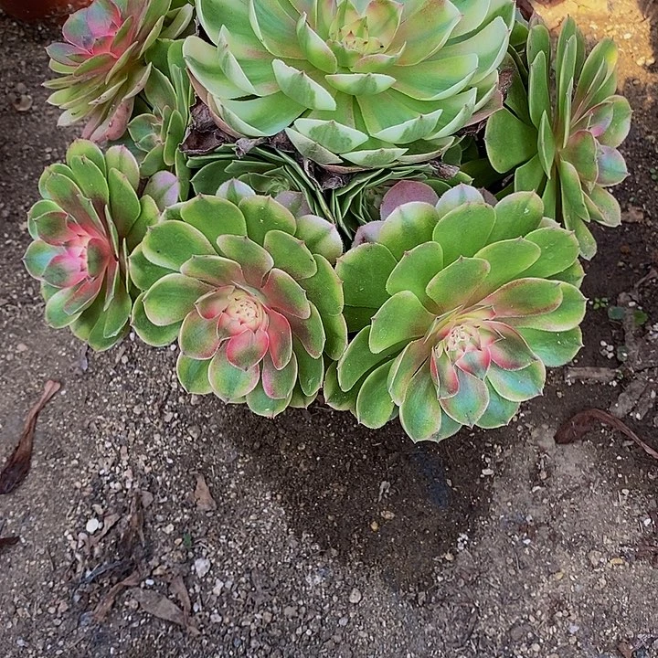 k***g多肉植物荔枝967多肉