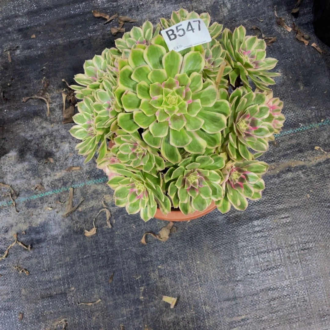 东***子孔雀翎多肉法师547