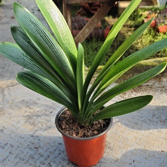 无花朵凌峰    50