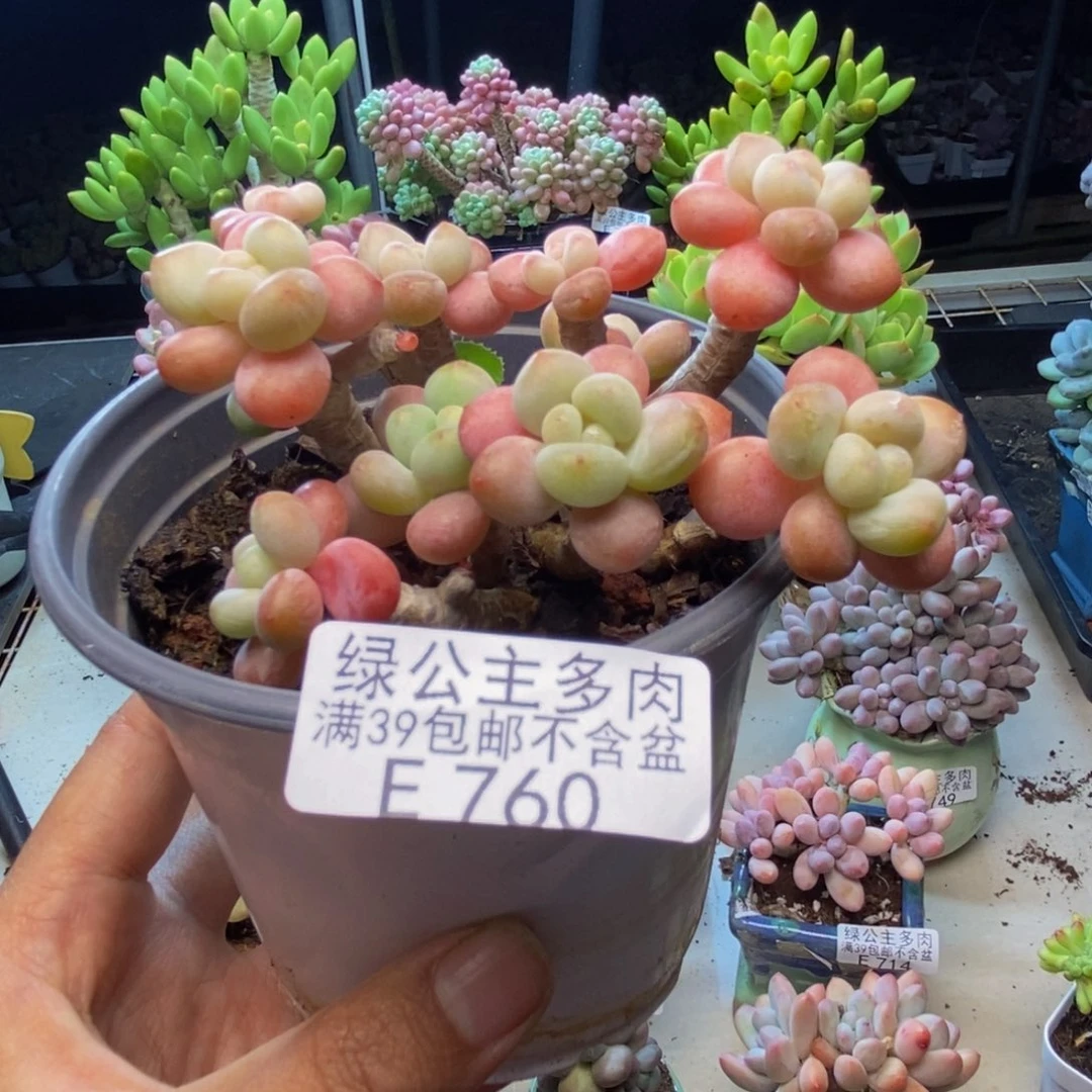 萱*760鱼子酱多肉有断枝