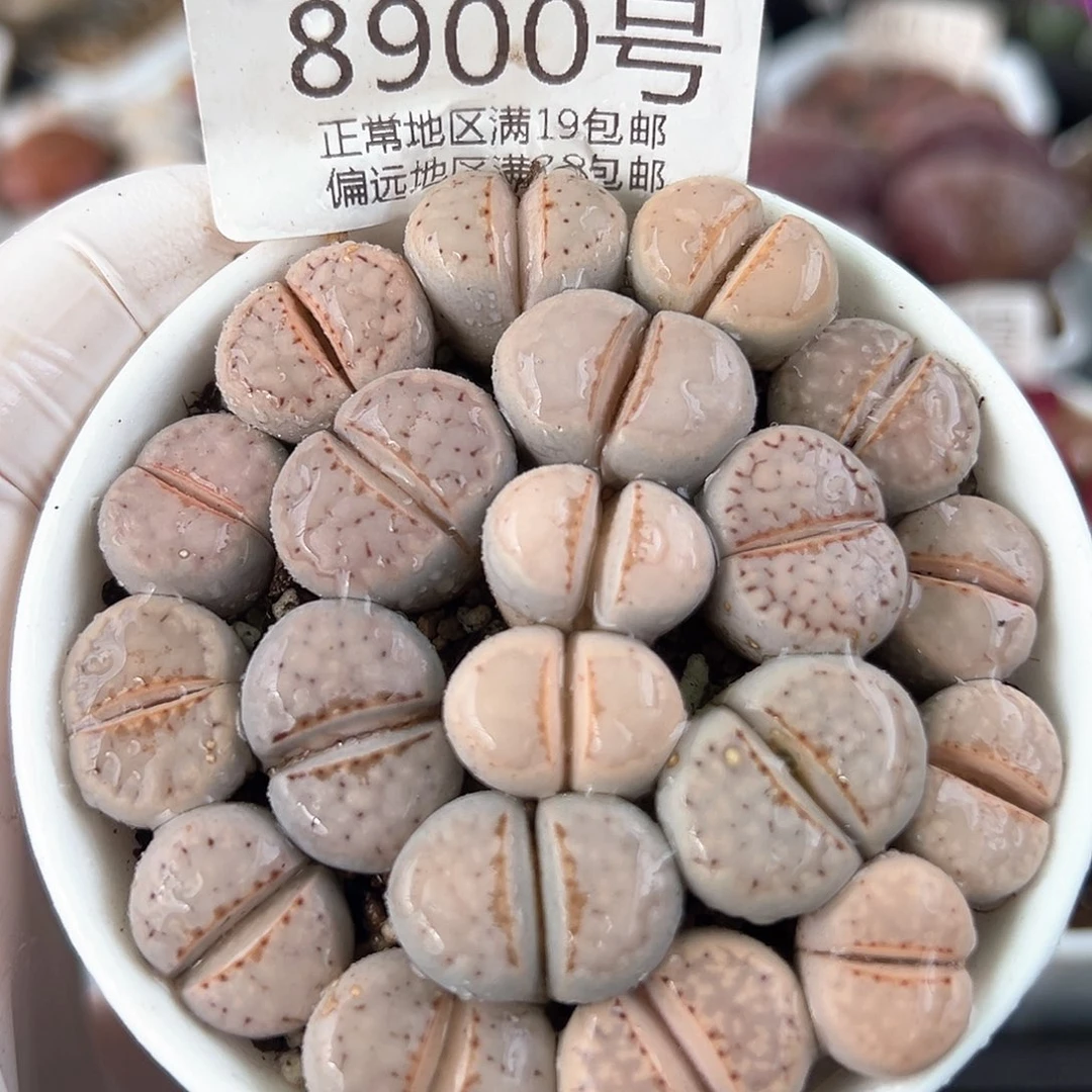 好养易活生石花大母本8900个别徒特价