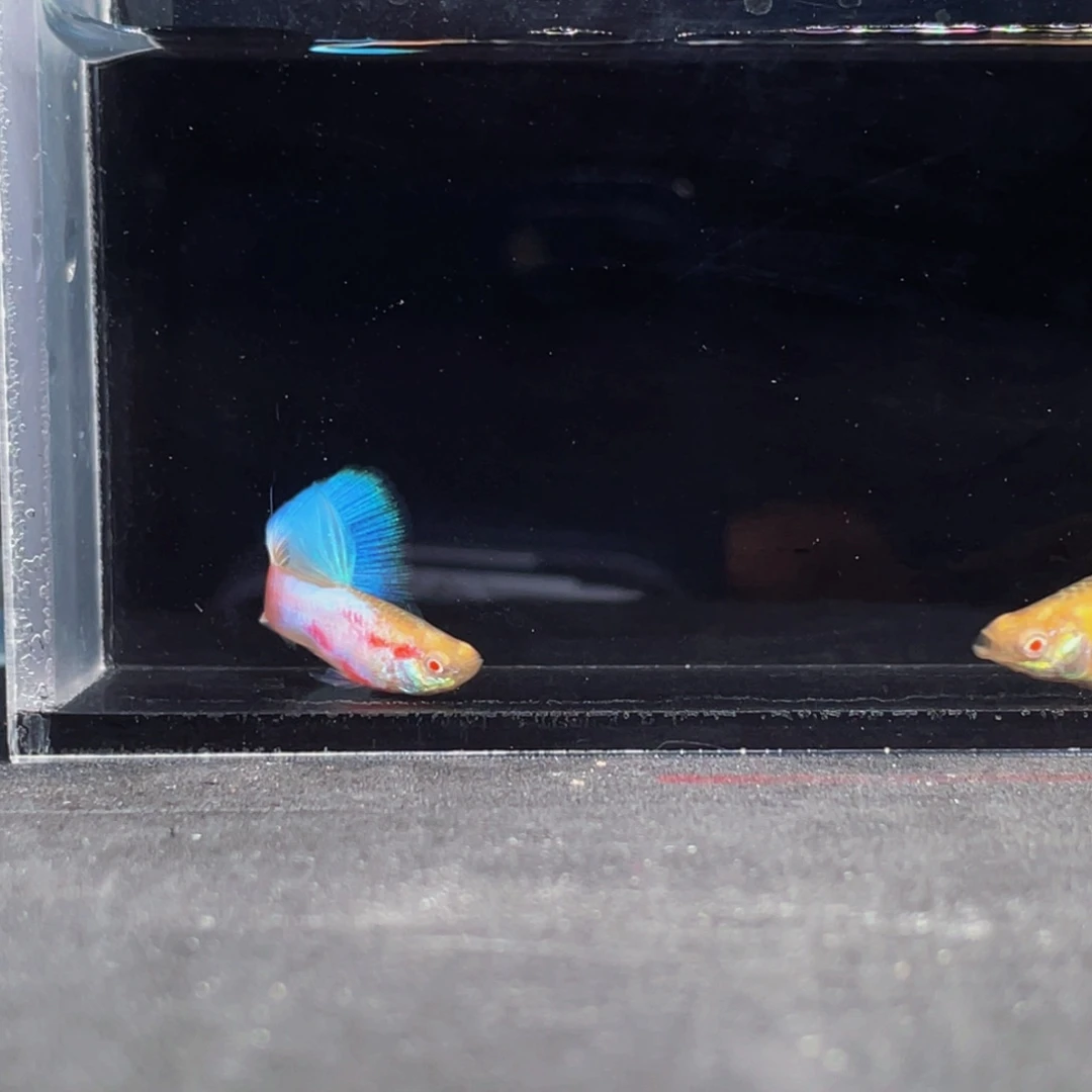 海水鱼极光彩虹压成一对