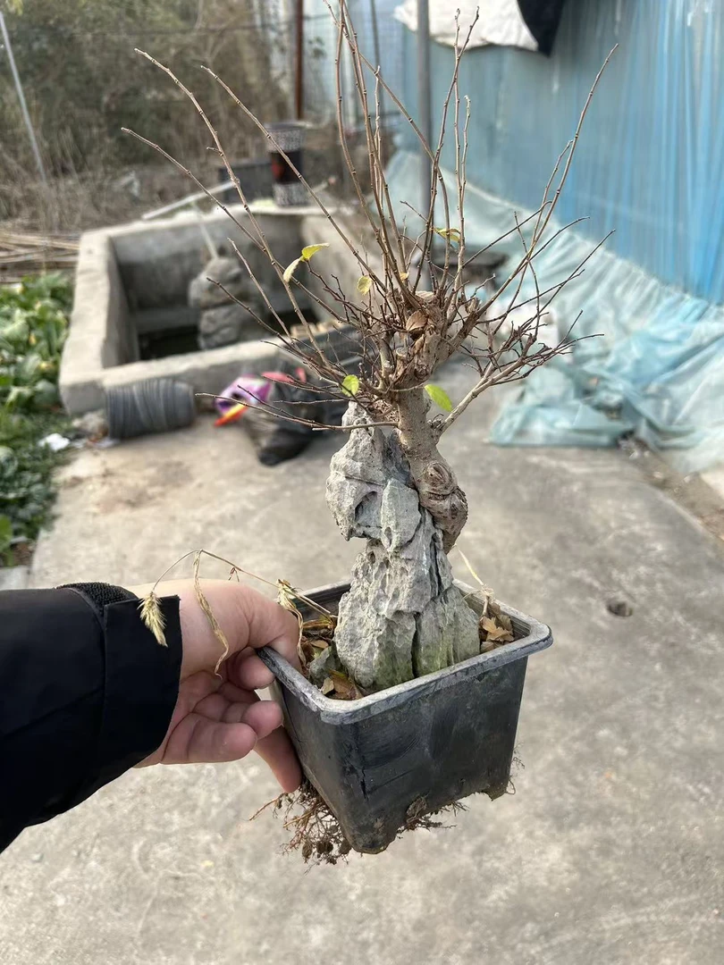 大抱石红芽小叶榔榆树小盆景