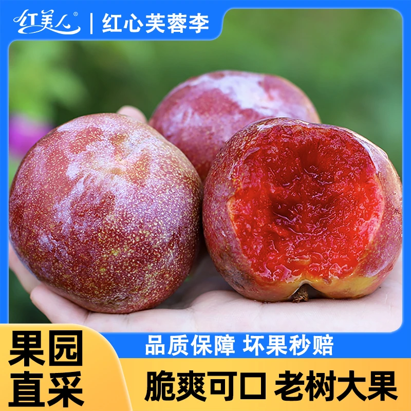 福建芙蓉李 红心李新鲜水果应季芙蓉李子脆甜多汁