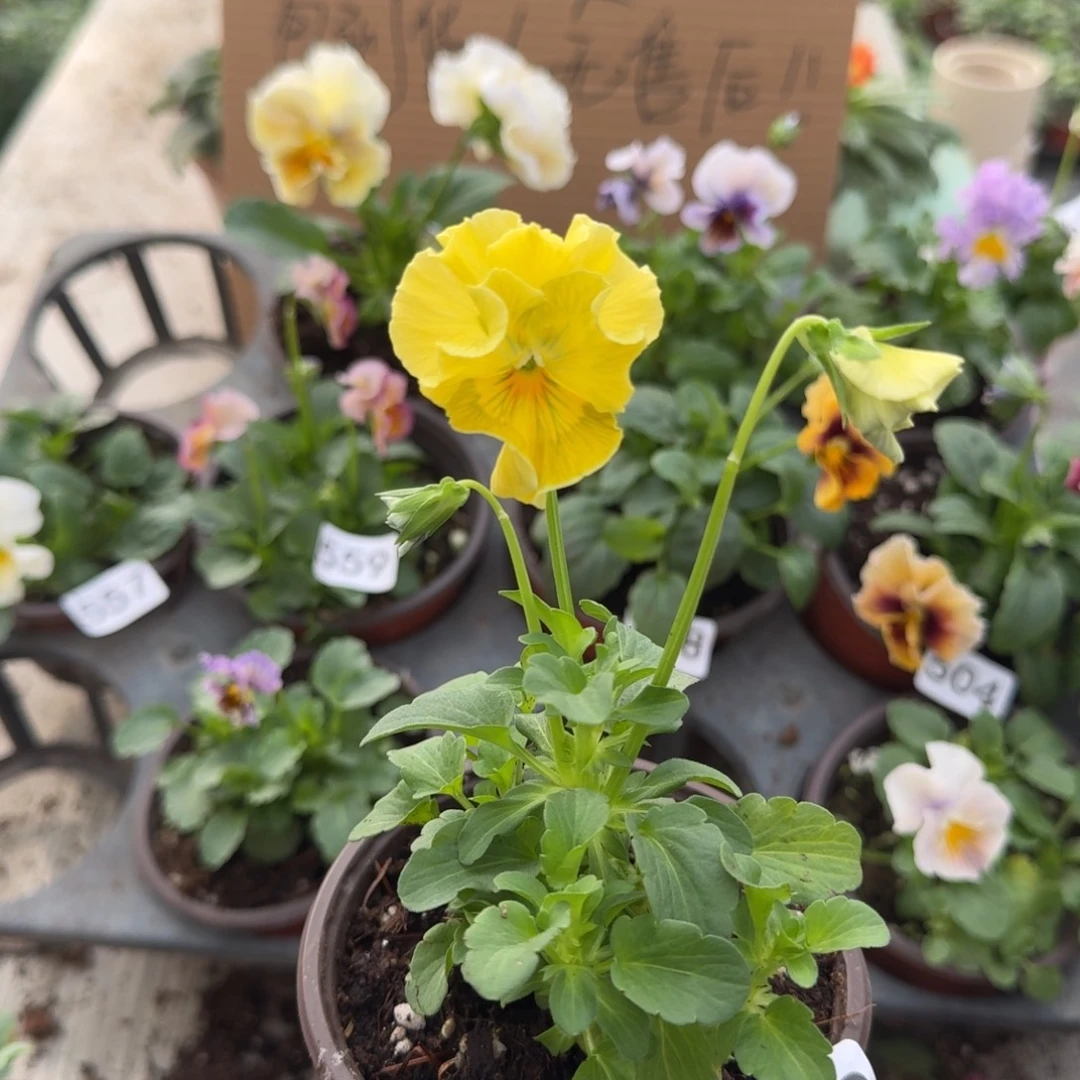大部分花苞少量开放513