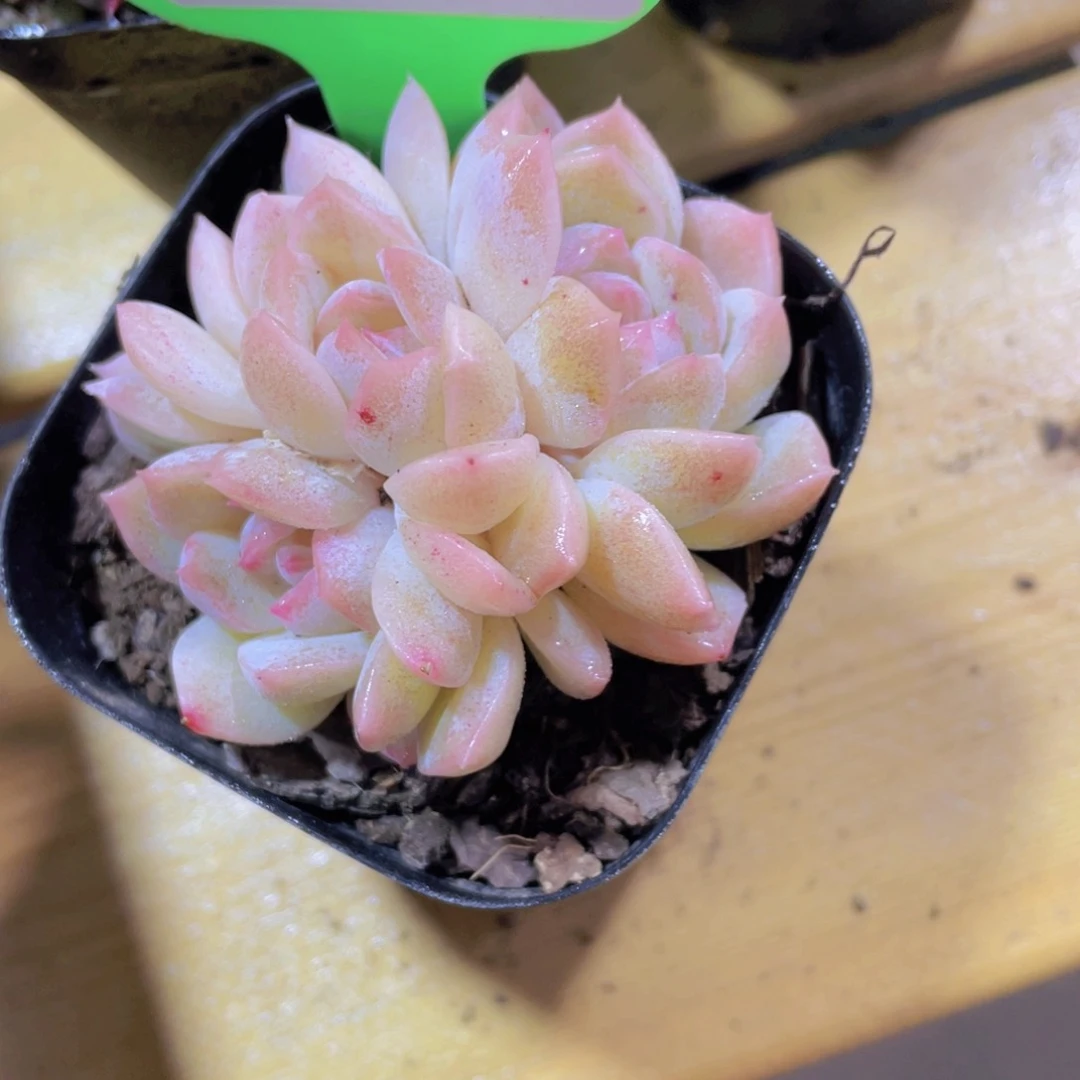 135号 白桃汽水朵朵缀