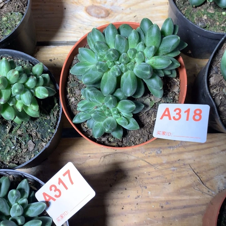 梁***胖318 满20包邮脱土发货