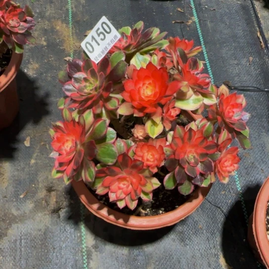 完全开放黑膜锦0150000000000