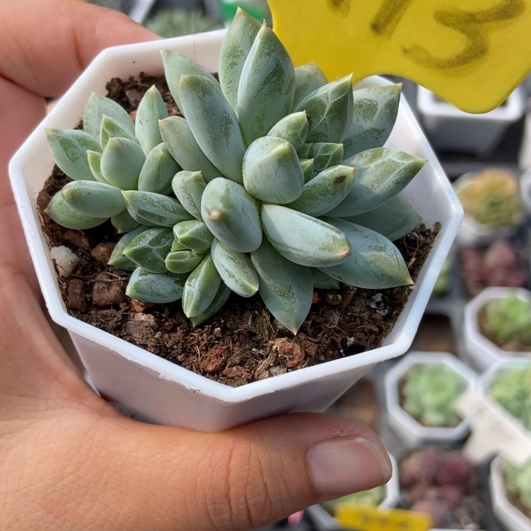 6113伊丽莎白多肉植物保护
