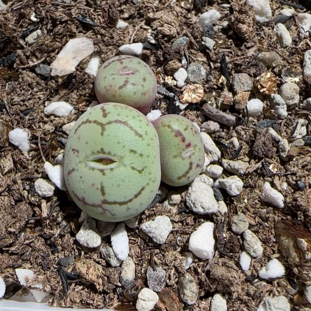 肉锥多肉植物组合-179