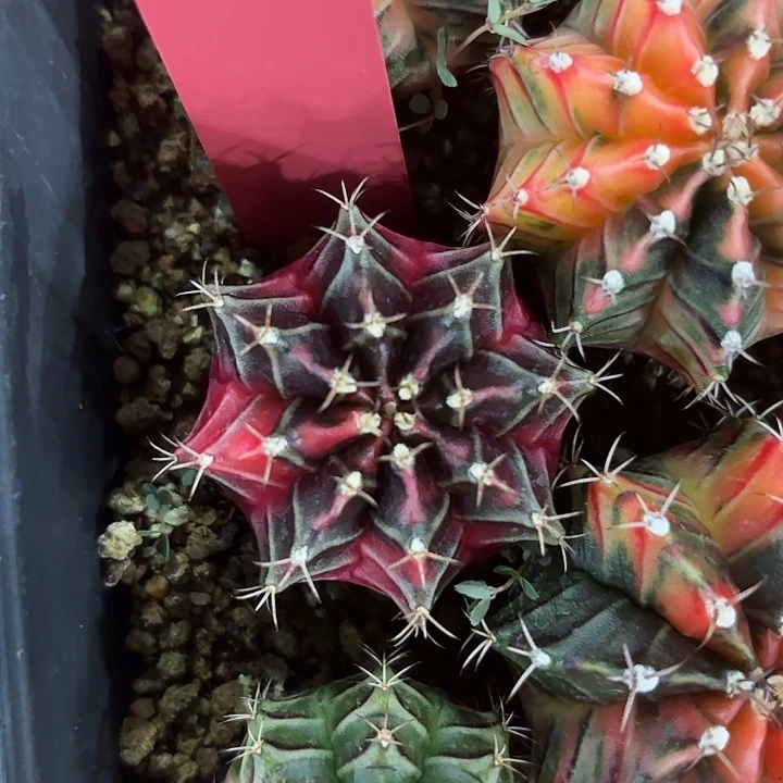 542-0618泰国发货 618福利