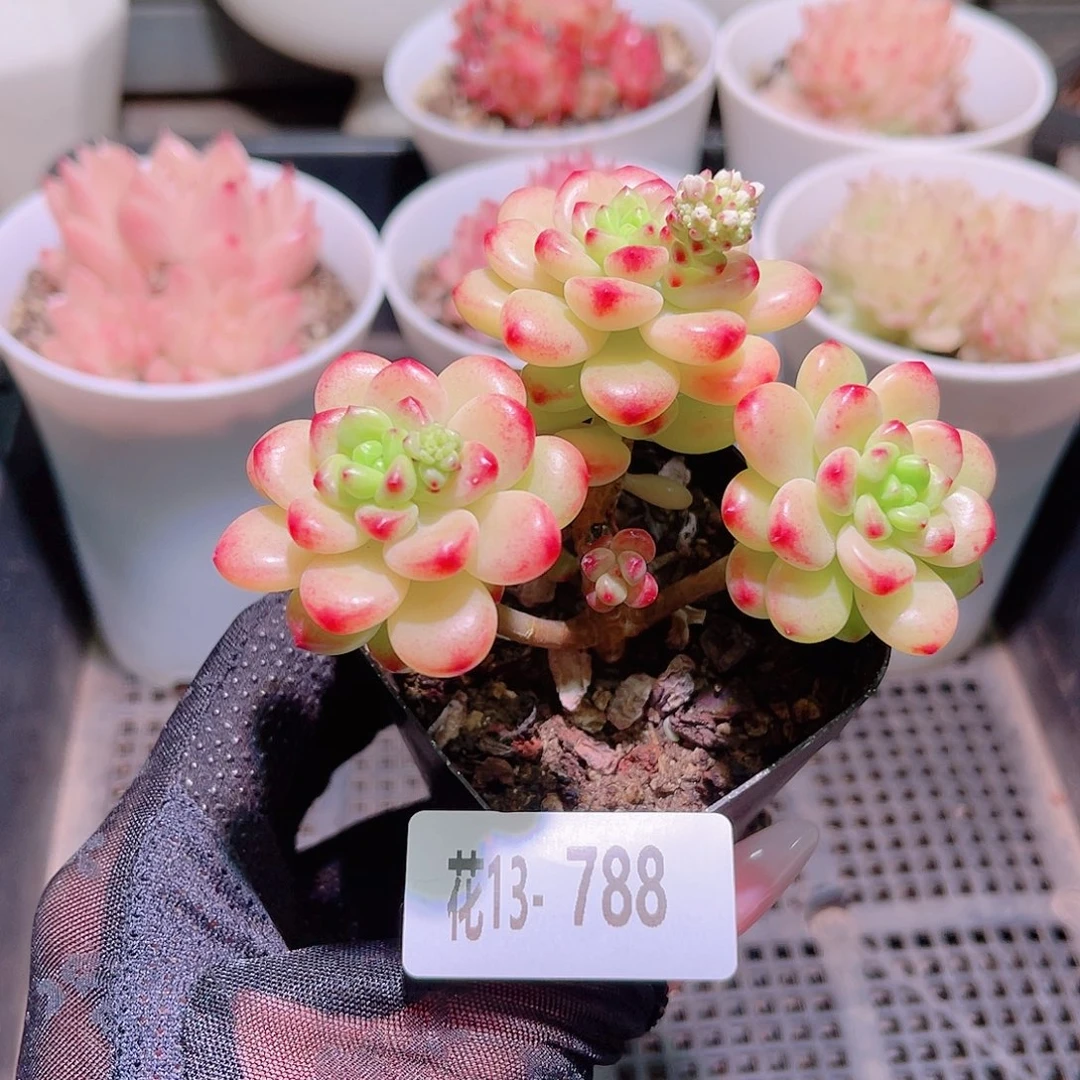 花利美13-788香格里拉