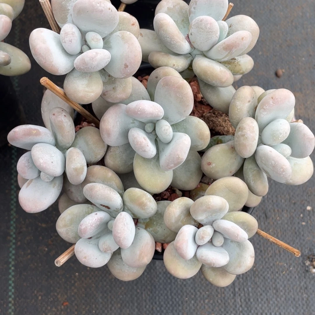 烟美人手捧群生无砍