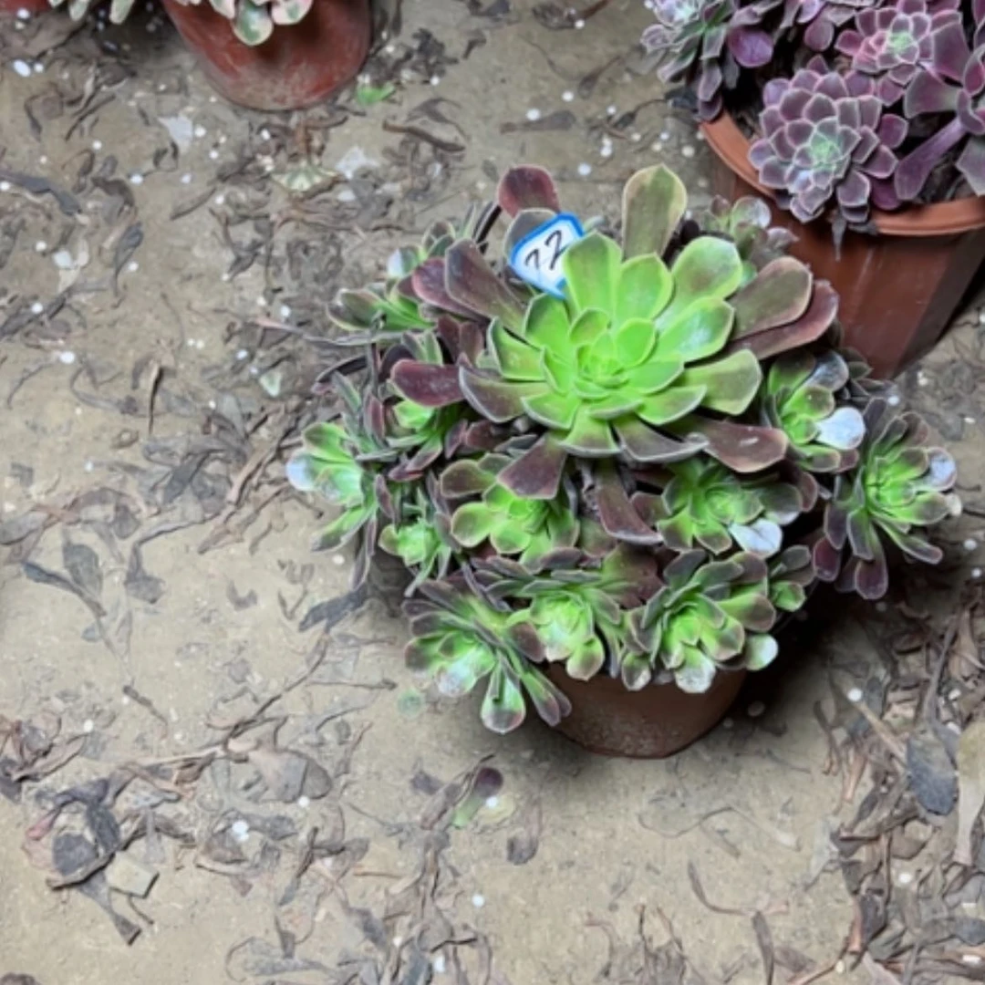 【闪购商品】欧家丽72