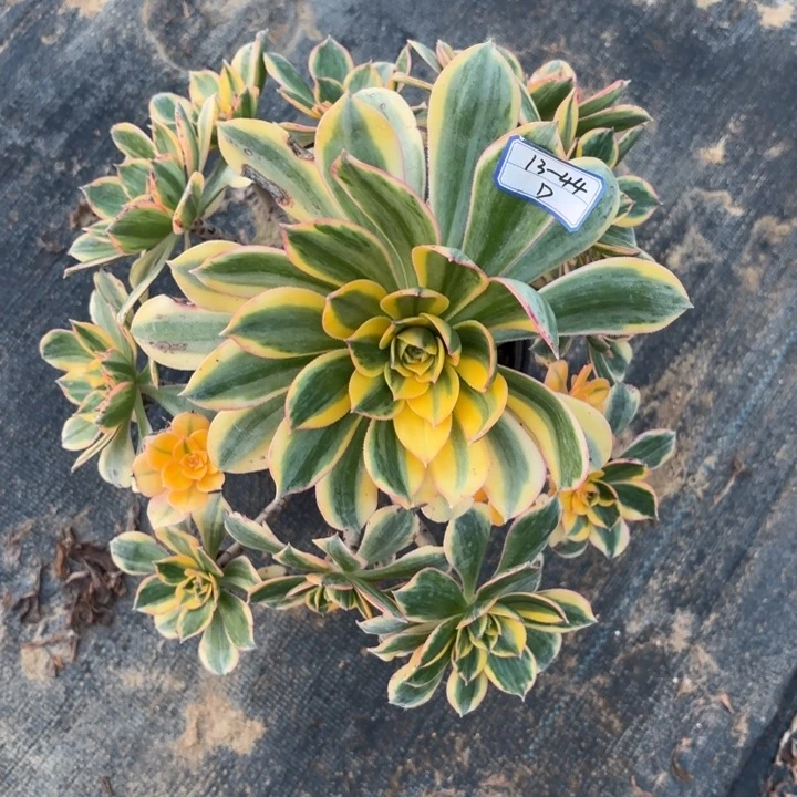 灿烂多肉断枝不包44