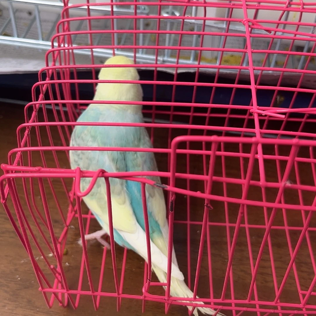 虎皮鹦鹉金彩鹦鹉